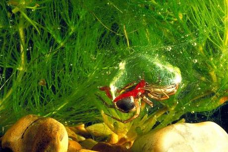 La  extraña araña que practica el submarinismo