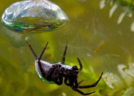 La  extraña araña que practica el submarinismo