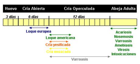 http://lafamiliapicola.blogspot.com/2015/10/pautas-considerar-en-una-revisacion.html