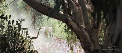 Fotos de la Romería, de Jesús Ferrera Salguero