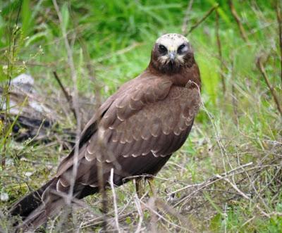 Aguilucho lagunero y milano real