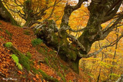 Hayedos de otoño