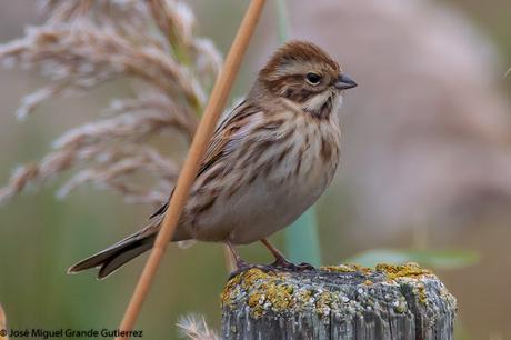 Escribano palustre (Emberiza schoeniclus)-Common reed bunting-Repicatalons-Escribenta das canaveiras-Zingira-berdantza