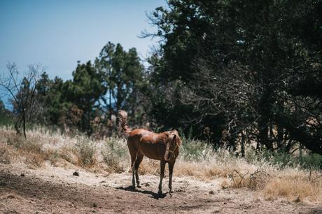 Editorial Rosa Clará 2016