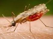 Reducción malaria africa
