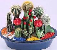 Cactus enanos