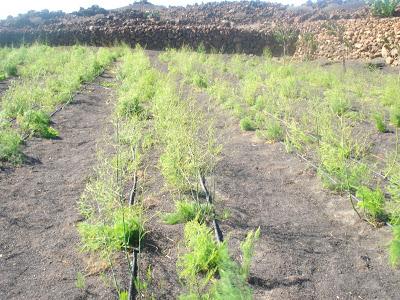 cultivo esparrago