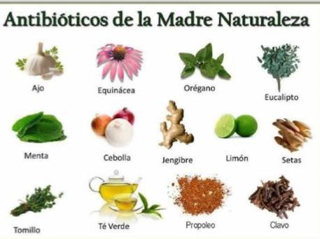 15 Plantas medicinales que no pueden faltar en tu casa