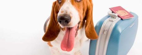 Viajar con mascotas