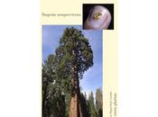 Sequoia Secuoya (Sequoia sempervirens)