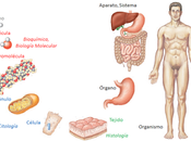 Introducción Anatomía Aplicada: organización general cuerpo humano
