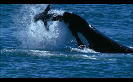 Orca cazando foca