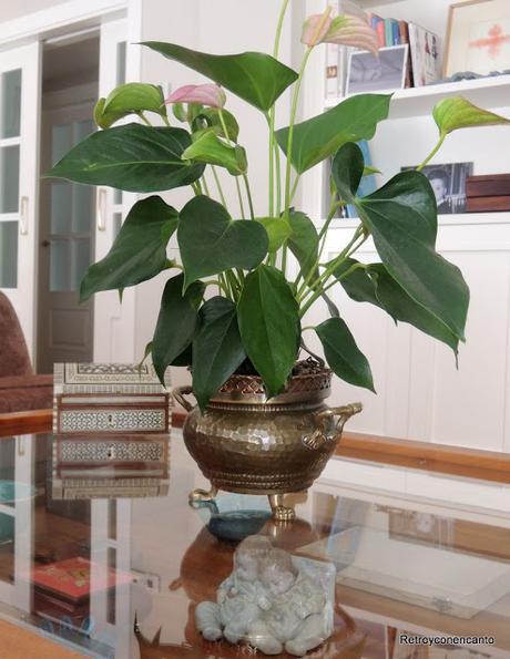 Aquel macetero de la abuela...