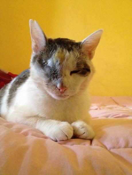 Gato tuerto rescatado de la calle