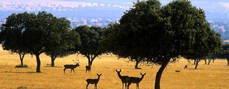 Atardecer otoñal en Cabañeros