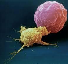 Diseñan nanopartículas para atacar los tumores