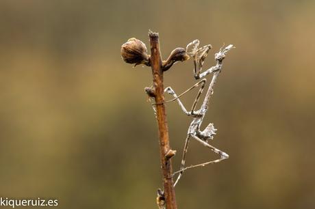Macro fotografía making-of III