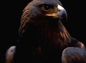 Pato águila! ........ decides