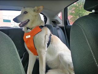 Qué tan seguro viaja tu Perro cuando lo llevas en Coche Qué tan seguro viaja tu Perro cuando lo llevas en Coche