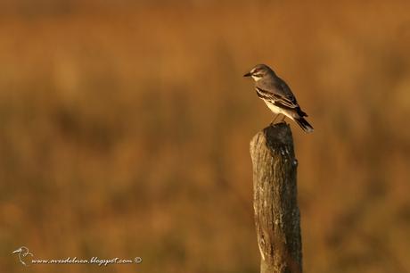 Monjita gris (Gray Monjita) Xolmis cinereus