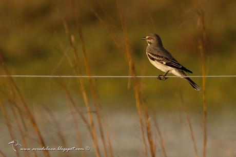Monjita gris (Gray Monjita) Xolmis cinereus