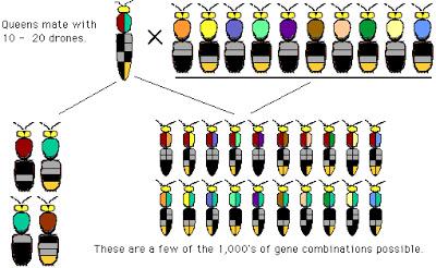 GENETICA APICOLA A LA LUZ DE LAS LEYES DE MENDEL - BEE GENETICS IN THE LIGHT OF THE LAWS OF MENDEL.