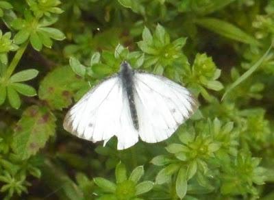 Mariposas de noviembre