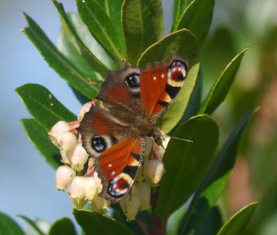 Mariposas de noviembre