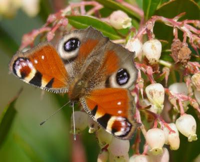 Mariposas de noviembre