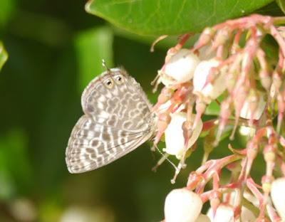 Mariposas de noviembre