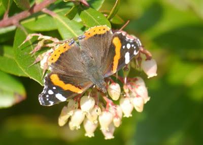 Mariposas de noviembre