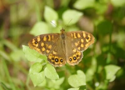 Mariposas de noviembre