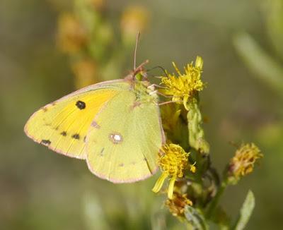 Mariposas de noviembre