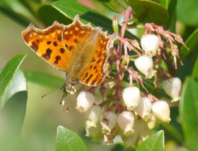 Mariposas de noviembre