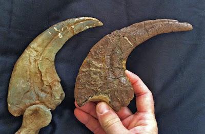 F.A.Q. Dakotaraptor steini