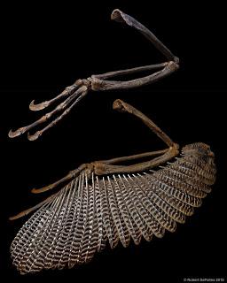 F.A.Q. Dakotaraptor steini