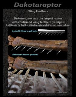 F.A.Q. Dakotaraptor steini