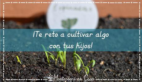 ¡Te reto a cultivar algo con tus niños! – I challenge you to grow something with your kids!