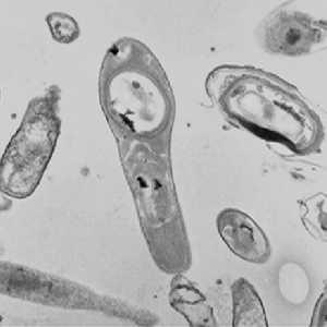 Bacillus permians, el ser vivo que durmió 91250 millones de días