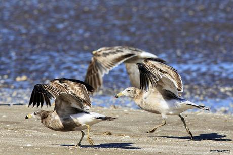 Juveniles de gaviota cangrejera