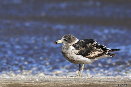 Juveniles de gaviota cangrejera