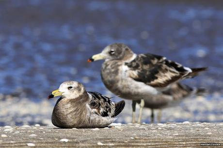 Juveniles de gaviota cangrejera