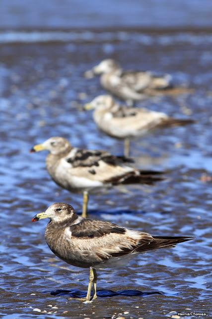Juveniles de gaviota cangrejera