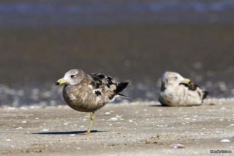 Juveniles de gaviota cangrejera