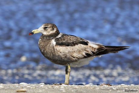 Juveniles de gaviota cangrejera