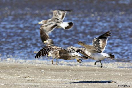 Juveniles de gaviota cangrejera