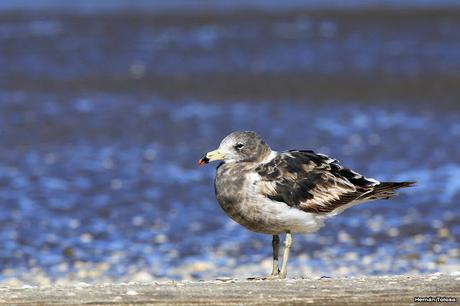Juveniles de gaviota cangrejera