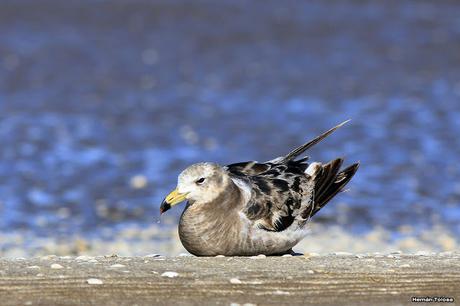 Juveniles de gaviota cangrejera