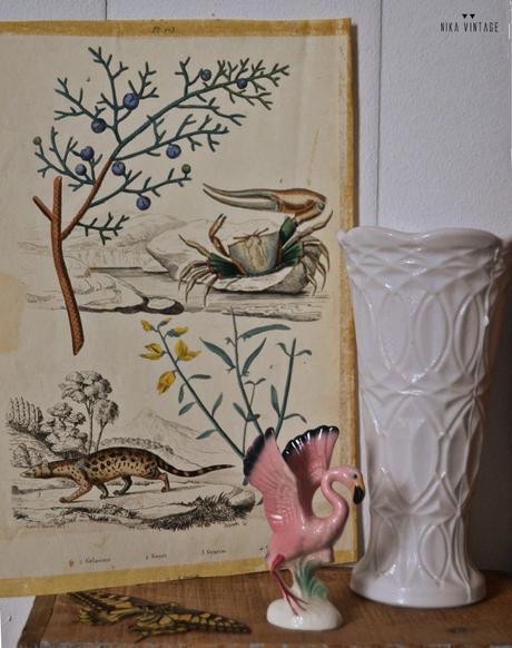 vintage, cajones madera, cajón antiguo, decoración, grabados ciencias naturales, botánica