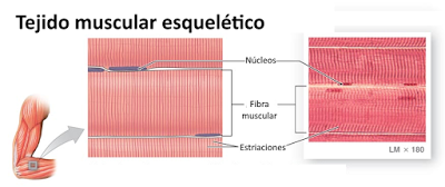 El nivel tisular